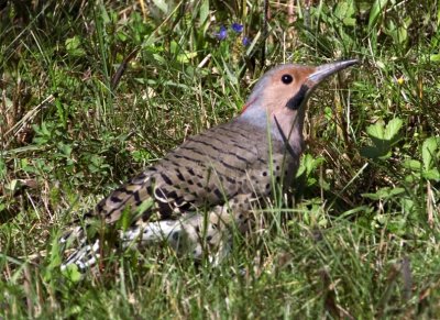 NorthernFlicker63.jpg