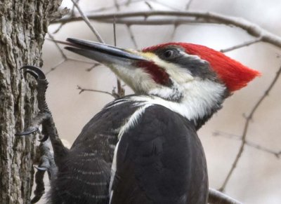 PileatedWoodpecker36.jpg