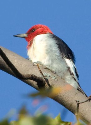 RedHeadedWoodpecker39.jpg