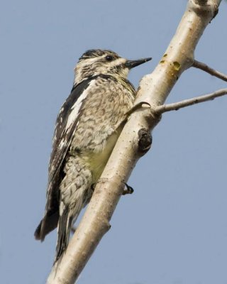 YellowBelliedSapsucker21.jpg