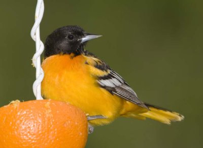 BaltimoreOriole100.jpg