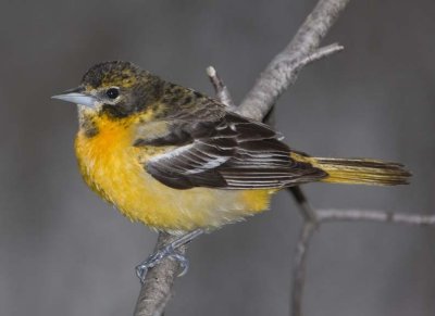 BaltimoreOriole101.jpg