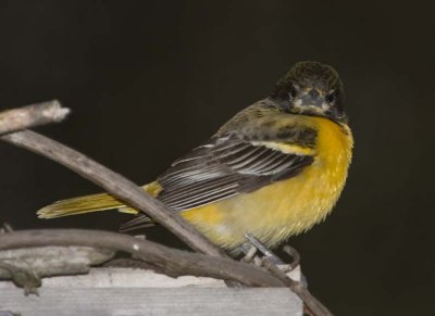 BaltimoreOriole102.jpg
