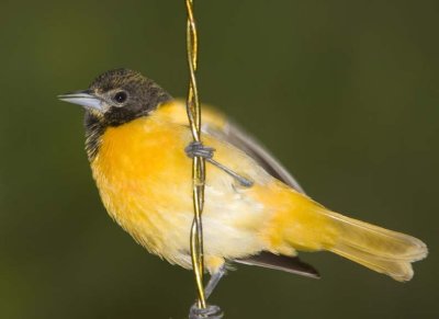BaltimoreOriole104.jpg
