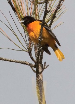 BaltimoreOriole106.jpg