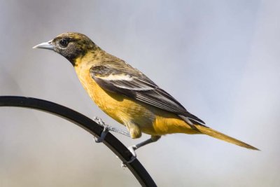 BaltimoreOriole30R.jpg