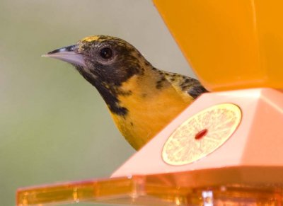 BaltimoreOriole33R.jpg