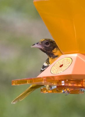 BaltimoreOriole34R.jpg