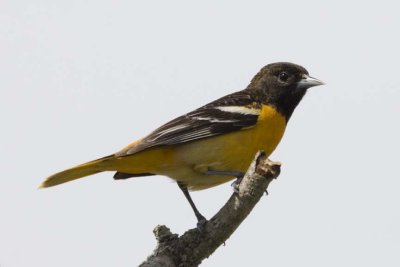 BaltimoreOriole37R.jpg