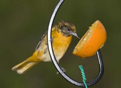 BaltimoreOriole41R.jpg
