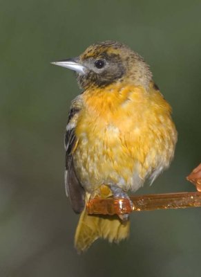 BaltimoreOriole47R.jpg