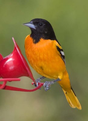 BaltimoreOriole58R.jpg