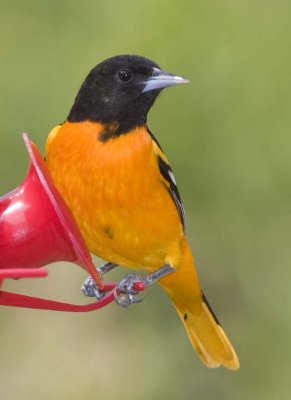 BaltimoreOriole59R.jpg