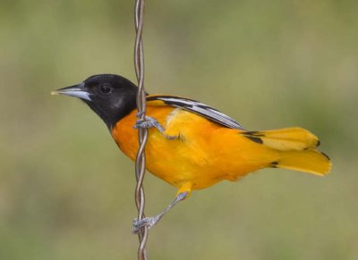 BaltimoreOriole61R.jpg