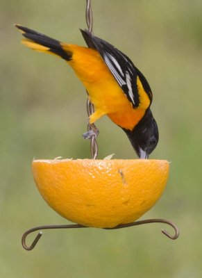 BaltimoreOriole62R.jpg