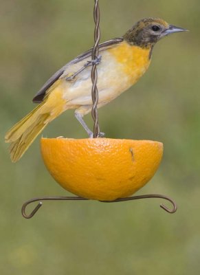 BaltimoreOriole64R.jpg