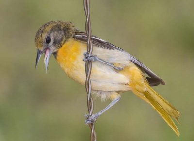 BaltimoreOriole67R.jpg