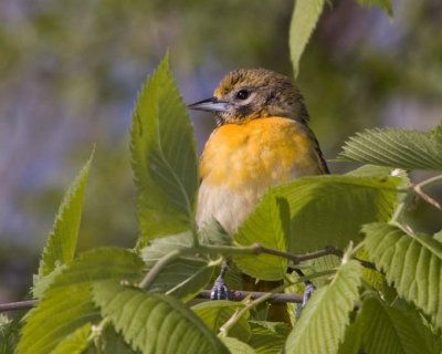 BaltimoreOriole69R.jpg