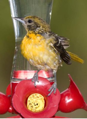 BaltimoreOriole71R.jpg