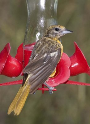 BaltimoreOriole77R.jpg