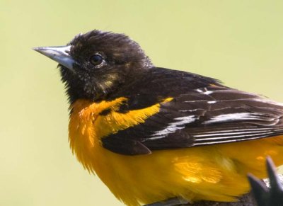 BaltimoreOriole81.jpg