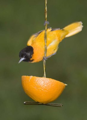 BaltimoreOriole84.jpg
