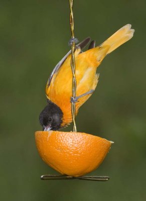 BaltimoreOriole85.jpg