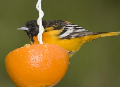 BaltimoreOriole99.jpg
