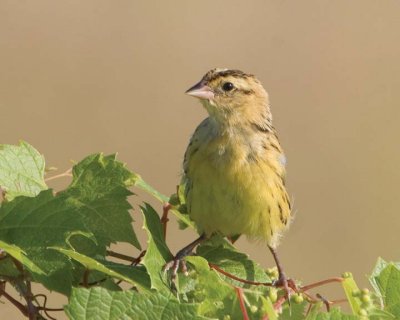 Bobolink18.jpg