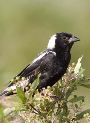 Bobolink33R.jpg
