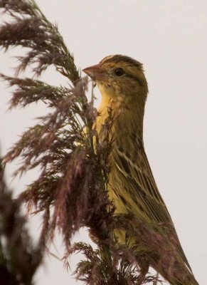 Bobolink38.jpg