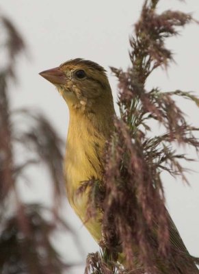 Bobolink39.jpg