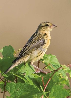 Bobolink53.jpg
