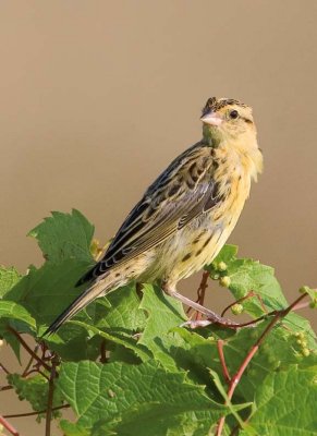 Bobolink54.jpg