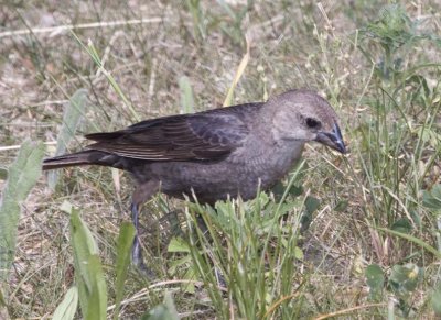 BrownHeadedCowbird15R.jpg