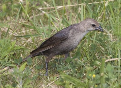 BrownHeadedCowbird16R.jpg
