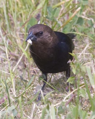 BrownHeadedCowbird18R.jpg