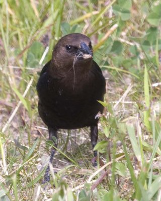 BrownHeadedCowbird19R.jpg