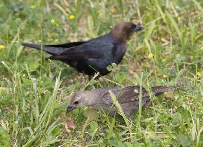 BrownHeadedCowbird20R.jpg