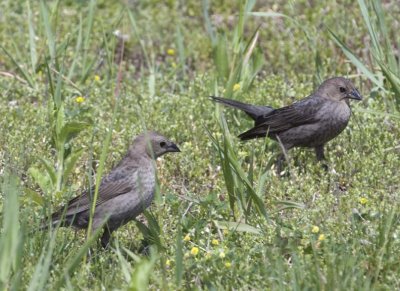 BrownHeadedCowbird22R.jpg