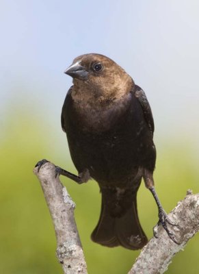 BrownHeadedCowbird23R.jpg