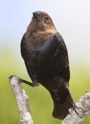 BrownHeadedCowbird24R.jpg