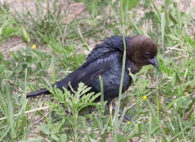 BrownHeadedCowbird34.jpg