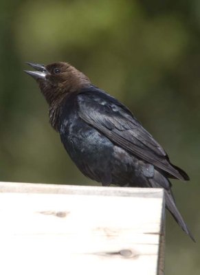 BrownHeadedCowbird35.jpg