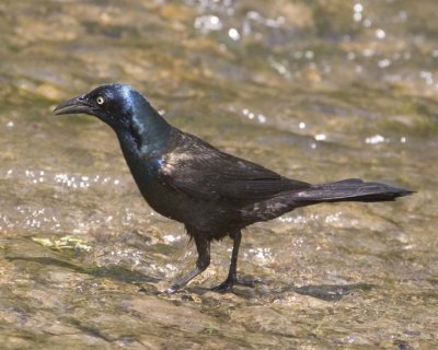 CommonGrackle20R.jpg