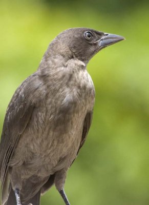 CommonGrackleJuvenile23R.jpg