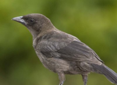 CommonGrackleJuvenile24R.jpg