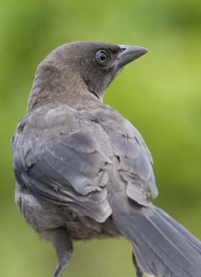 CommonGrackleJuvenile25R.jpg