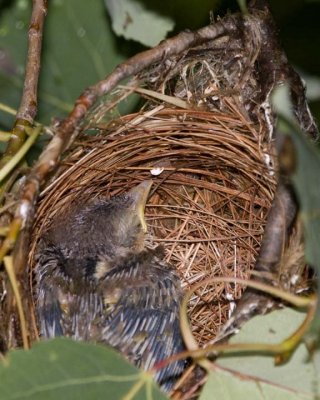 CowbirdChick3R.jpg
