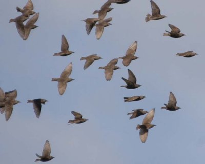CowbirdsFlying4.jpg